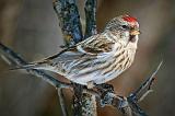 Common Redpoll_24418